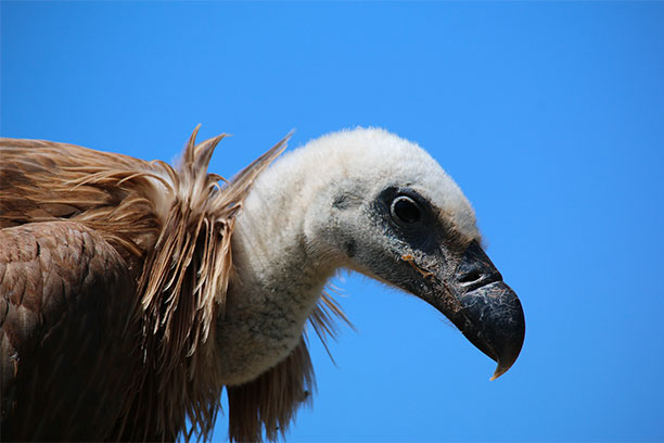association nature vautours